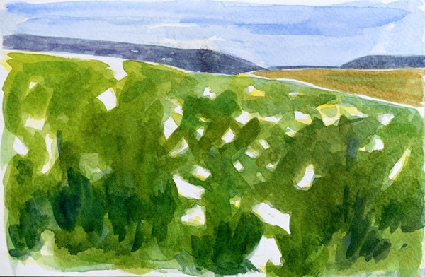 FieldOfCottonGrass_700Web