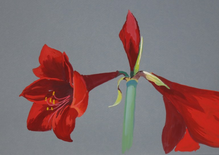 rk_amaryllis29_resize