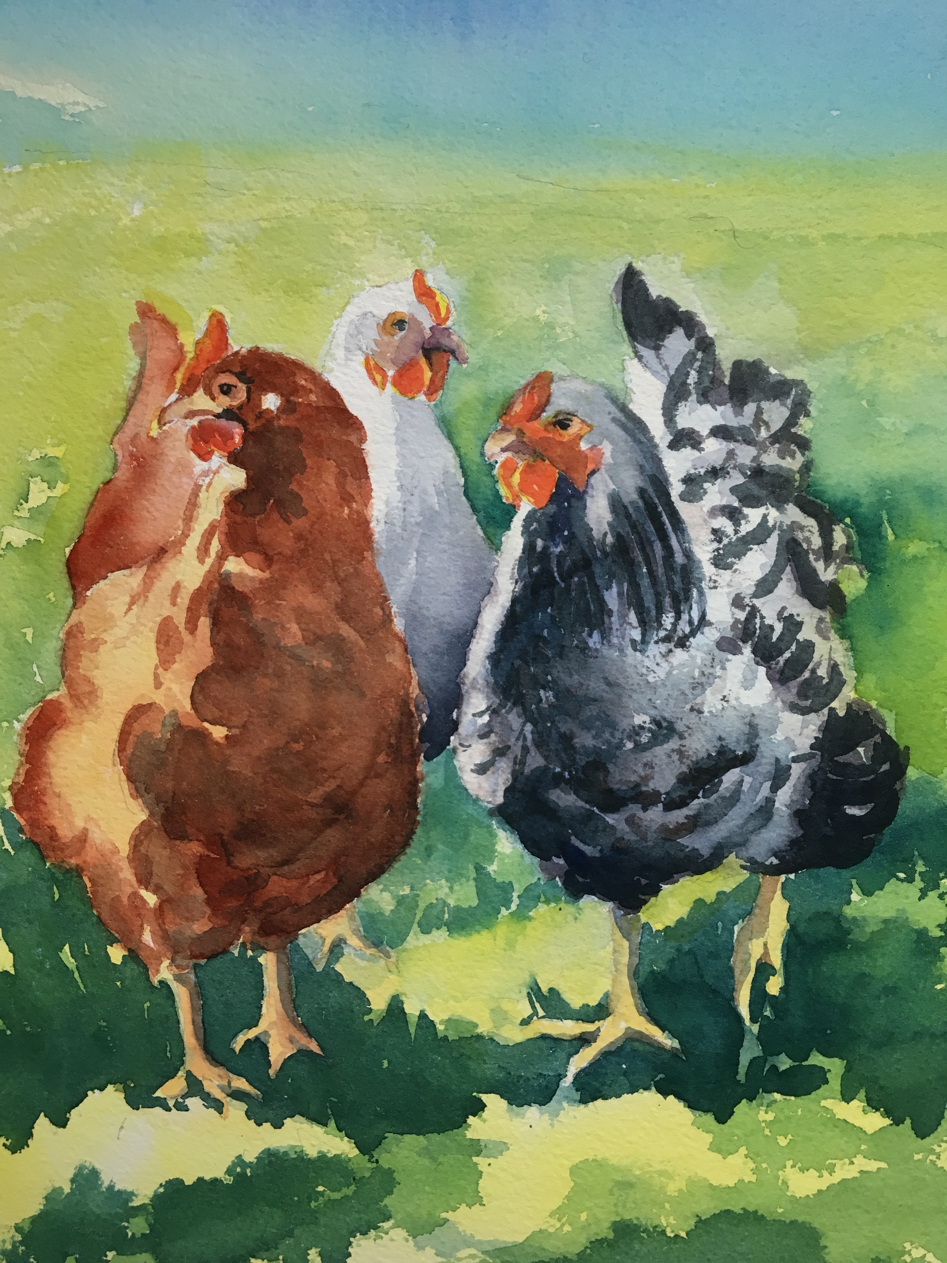 Three chickens, one on the right is a Sussex hen and one on the left is a brownish red color. 